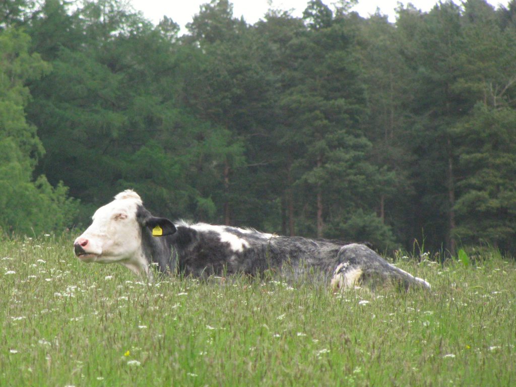Cow in a field in Yorkshire